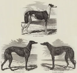 Newmarket Coursing Meeting